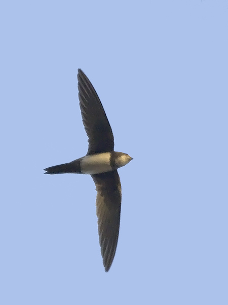 Alppikiitäjä, Alpine Swift, Apus melba